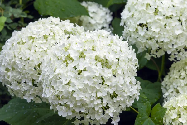 Vit Hortensia Blomma Trädgården — Stockfoto