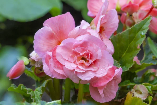 Begonia Pink Rain Drops Petals Garden — Stock Photo, Image