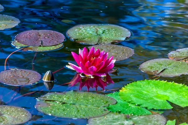 Hermoso Lirio Agua Rosa Estanque — Foto de Stock