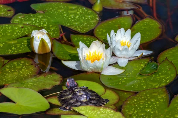 Tortuga cerca de los lirios florecientes de agua blanca — Foto de Stock