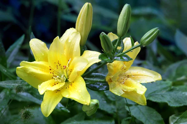 黄色百合花与雨滴在一个夏天的花园 — 图库照片