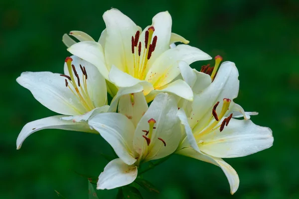 Белые Цветы Лилии Летнем Саду — стоковое фото
