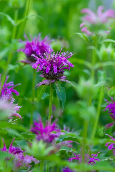 Monarda Fistulosa Λουλούδι Στον Κήπο — Φωτογραφία Αρχείου