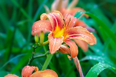 Bir yaz bahçede portakal lily çiçek ile yağmur damla