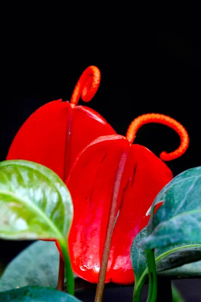 Nahaufnahme Von Anthuriumblüten Roten Anthuriumblüten Auf Schwarzem Hintergrund — Stockfoto