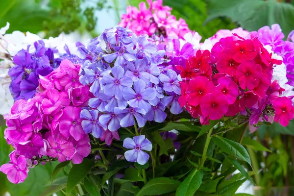 Fleurs de phlox multicolores en bouquet — Photo