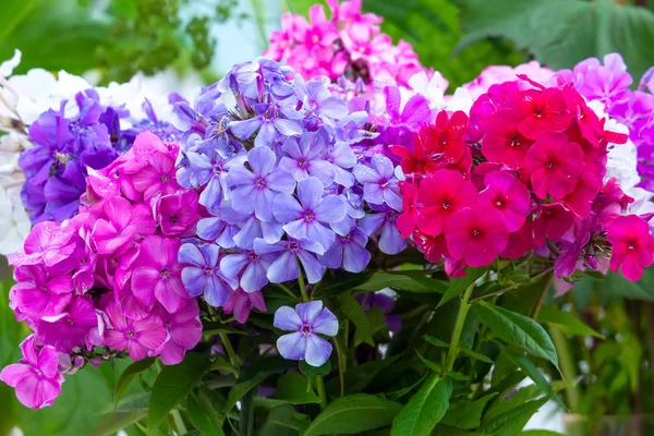 Flores flox multicoloridas em buquê — Fotografia de Stock