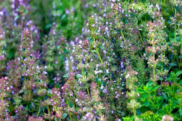 Thymus Serpyllum Hierba Curativa Condimento Que Crece Naturaleza —  Fotos de Stock