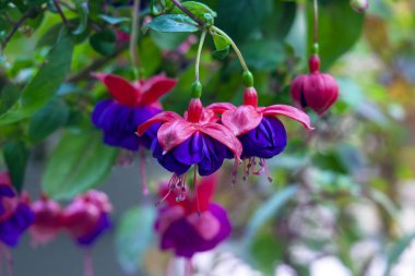 Bir mor ve pembe fuşya çiçek asılı.