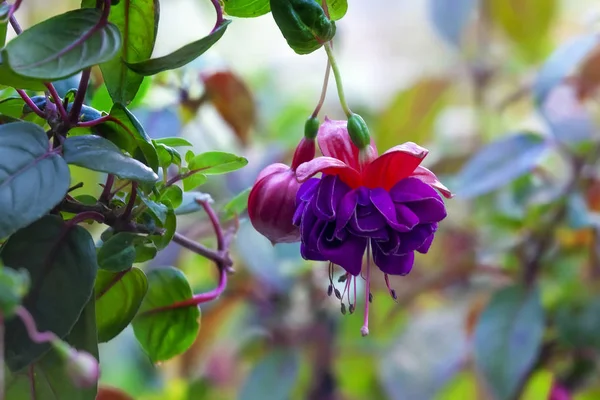 Una Flor Fucsia Colgante Púrpura Rosa — Foto de Stock