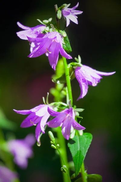 Zbliżenie Światło Fioletowe Kwiaty Bellflower Adenophora Ogrodzie — Zdjęcie stockowe