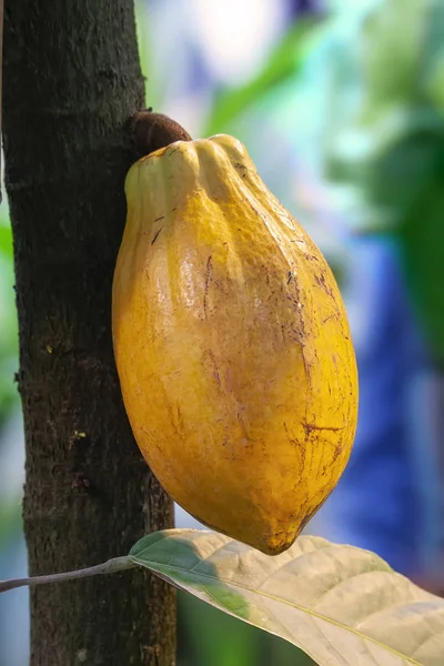 Gele Cacao Bonen Hangen Van Boom Natuurlijke Cacao Pod — Stockfoto