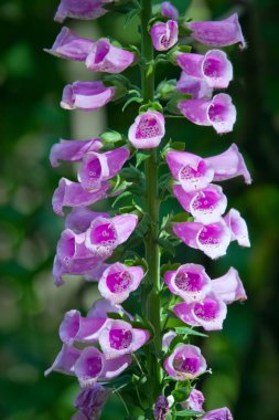 Digitalis purpurea çiçek (foxglove, ortak foxglove, mor yüksükotu veya bayanın eldiven görünümünü kapat)