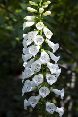 Yüksükotu çan çiçeği görünümünü kapat