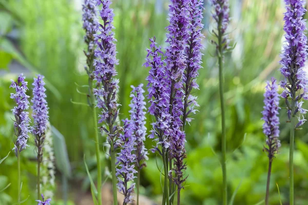 Heath Manchado Orchid Também Conhecido Como Moorland Manchado Orchid Dactylorhiza — Fotografia de Stock