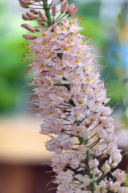 Eremurus himalaicus (tilki kuyruğu Lily). Kök ve sarı stamens ve pembe yaprakları ile bir tilki kuyruğu zambak çiçeği 