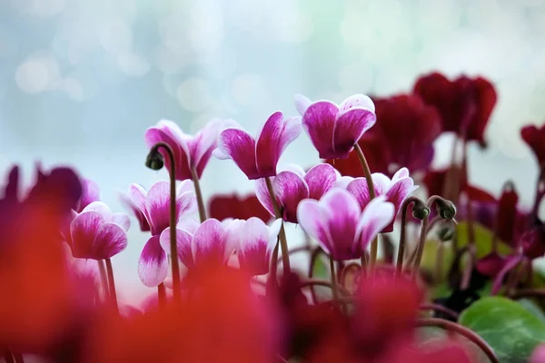 明亮的粉红色和白色仙客来花在春日与梦幻般的 Boke 仙客来 — 图库照片