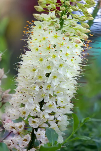 埃雷穆鲁斯 希玛莱克斯 富士康百合 茎和花的狐狸百合与白色花瓣和黄色雄蕊 — 图库照片