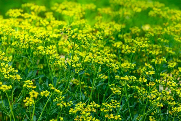 Comune Rue Ruta Graveolens Una Pianta Base Erbe — Foto Stock