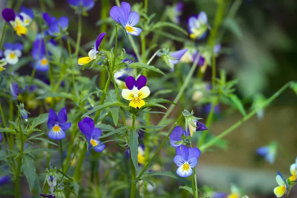 ヴィオラ三色の花 — ストック写真