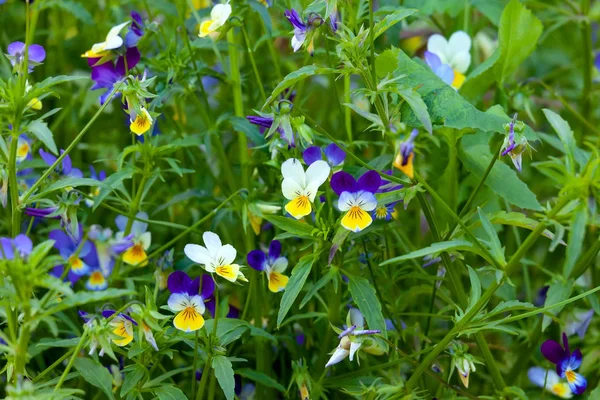 Viola tricolor flores — Fotografia de Stock