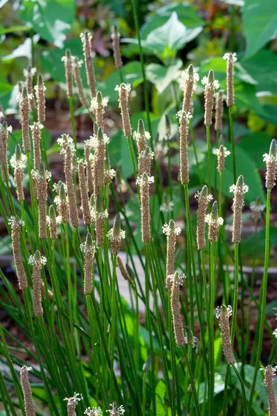 햇빛에 풀밭에 만발한 질경이 Plantago 메이저 — 스톡 사진