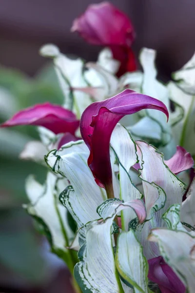 Calla Lily Zantedeschia Frozen Queen Закрыть — стоковое фото