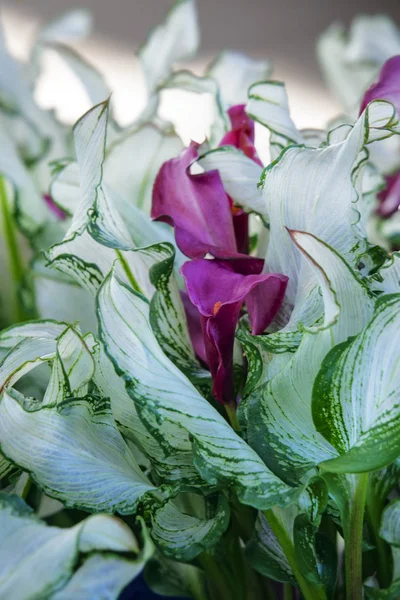 Calla Lilie Zantedeschia Gefrorene Königin Nahaufnahme — Stockfoto