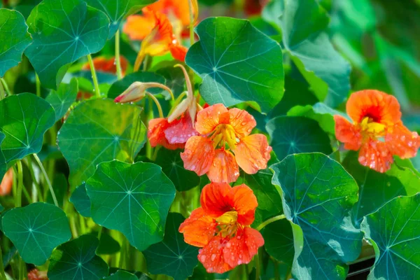 Nasturtium blommor med gröna färgglada löv. — Stockfoto