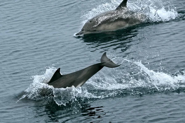 Дельфины Прыгают Черное Море — стоковое фото