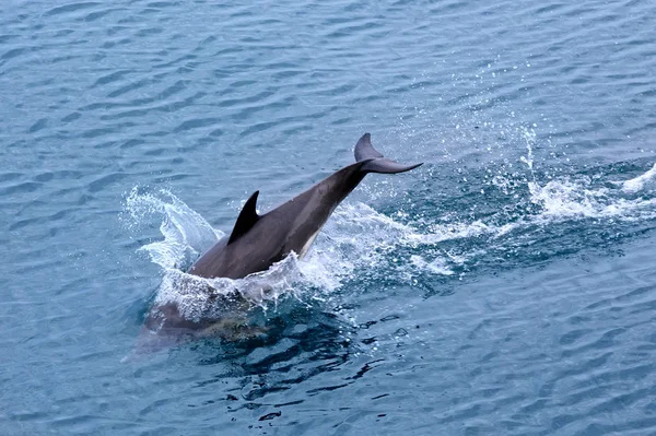 Dolphin Melompat Laut Hitam — Stok Foto
