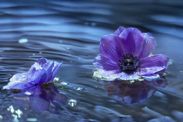Λουλούδια Της Ένα Μωβ Ανεμώνες Στην Επιφάνεια Ένα Κυματιστό Νερού — Φωτογραφία Αρχείου