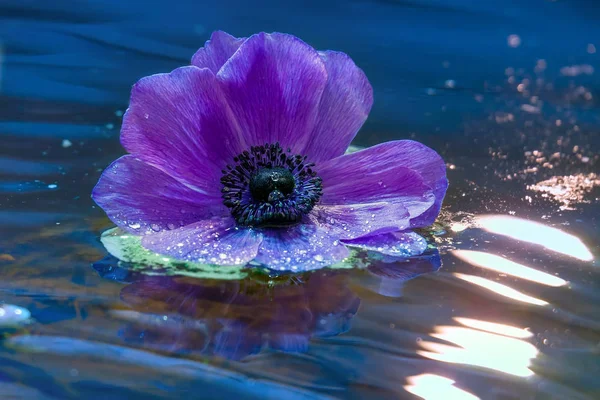 Fleur Anémone Lilas Sur Une Surface Eau Ondulée — Photo