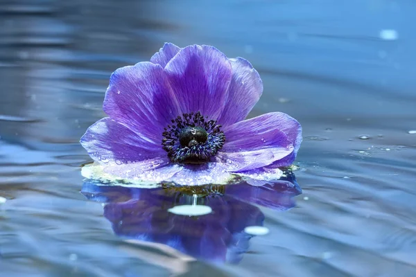 Flor Una Anémona Lila Una Superficie Agua Ondulada — Foto de Stock