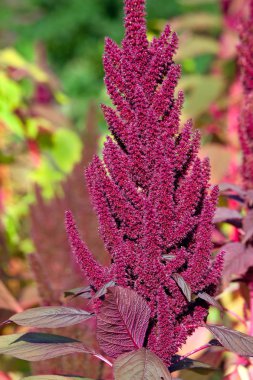 Solmayan çiçek bitki veya Amaranthus 