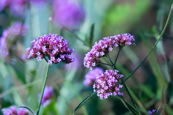 Évelő Verbena bonariensis virág. — Stock Fotó