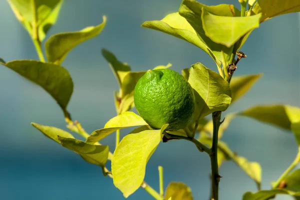 Citroníku s detailním ovoce. — Stock fotografie