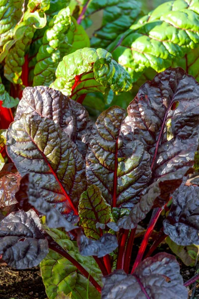 Rübenblätter im Garten, hautnah — Stockfoto