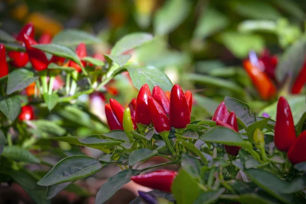 Planta de chile rojo — Foto de Stock