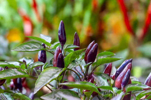 Fialový chili pepper, rostoucí v zahradě — Stock fotografie