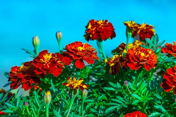 Tagetes patula virágok. — Stock Fotó