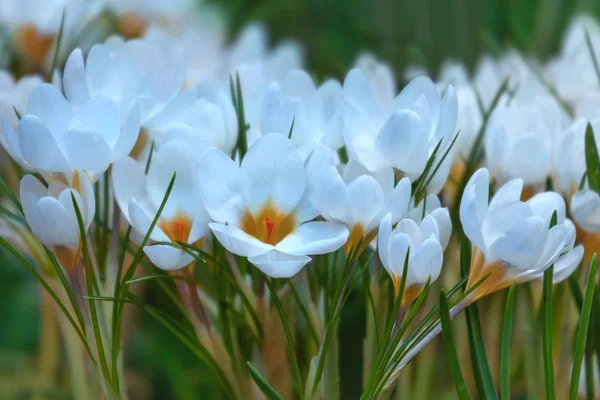 Krokus Frühlingsblumen — Stockfoto