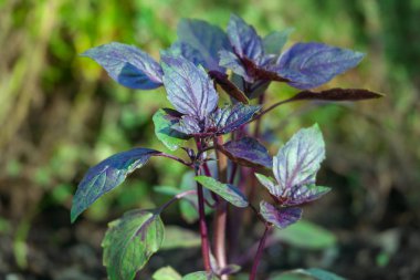 Organik bir bahçede büyüyen fesleğen.