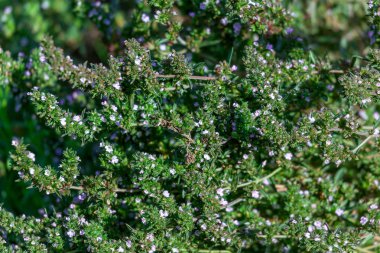 Satureja hortensis, kokulu - tıbbi bitki 