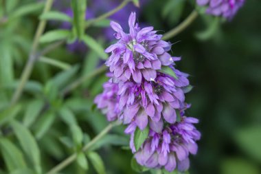 Tarlada Bergamot nane çiçekler