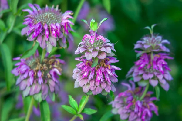 Bergamot mint flowers