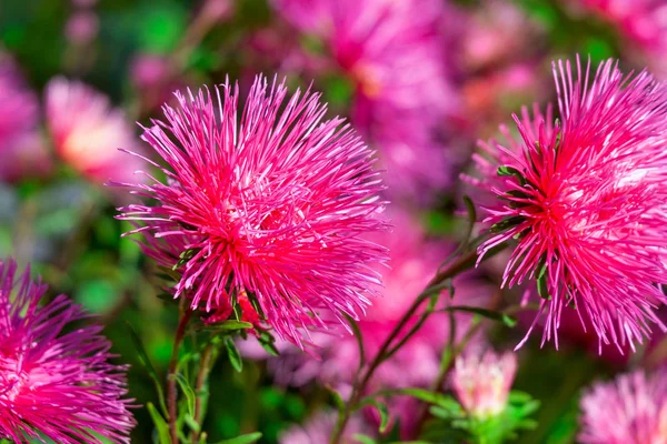 Pink asters (Callistephus chinensis) in garden — Stock Photo, Image