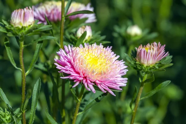 Rosa och gula astrar (Linum chinensis) — Stockfoto