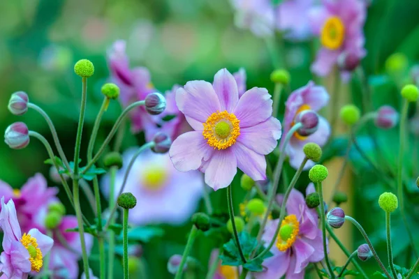 Anemone hupehensis eller fingerborg ogräs. Vilda blommor i höst. — Stockfoto