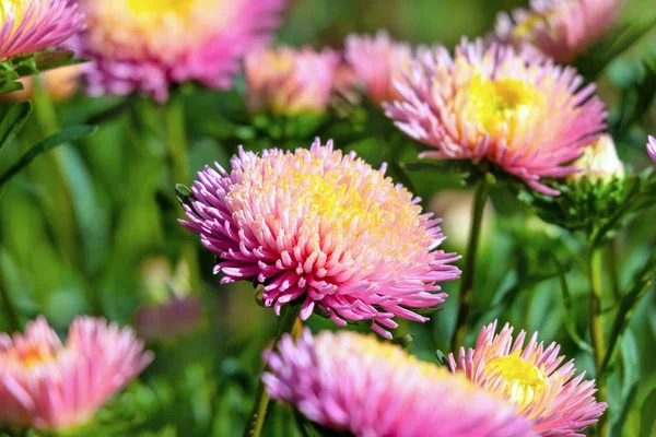 Roze en gele asters (Callistephus chinensis) — Stockfoto